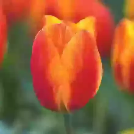 Flair